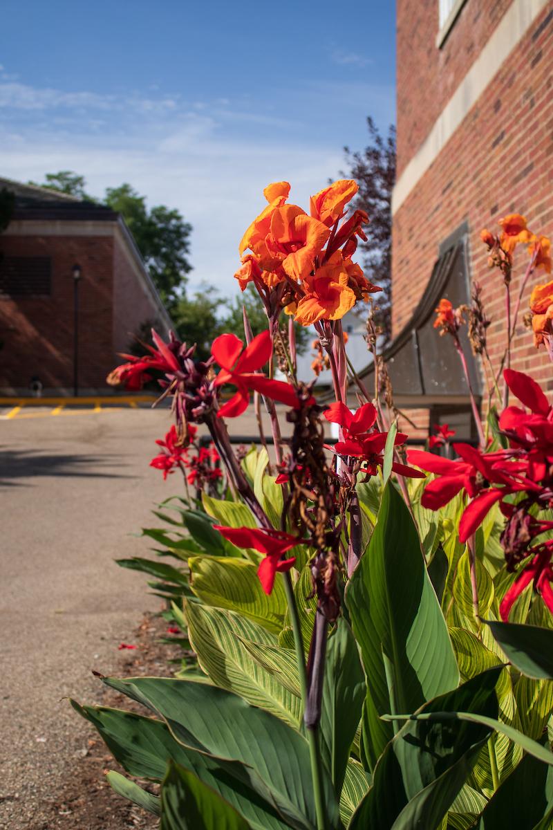 red and orange flowers in the foreground, Hudson hall in the background