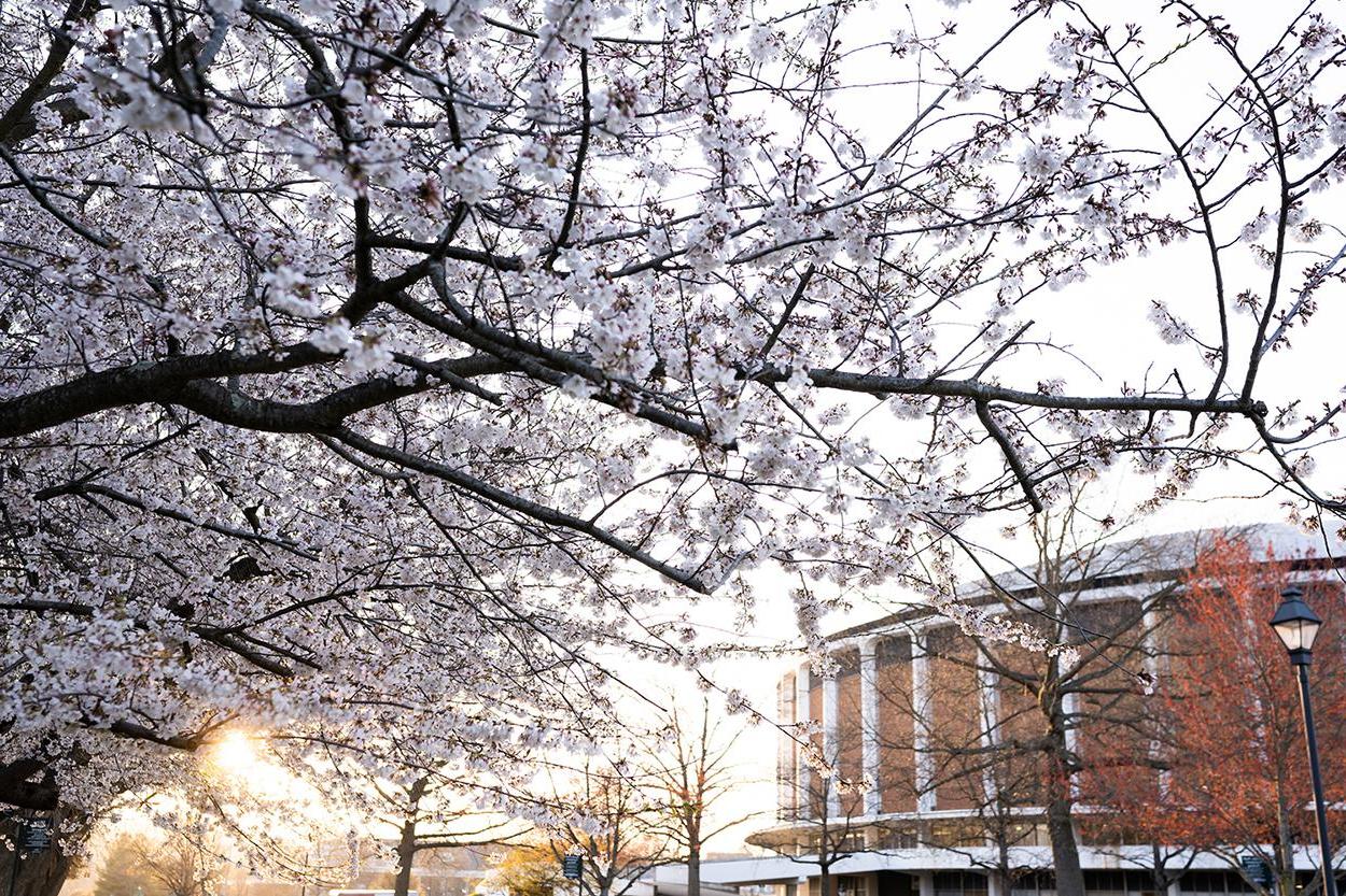 Cherry Blossoms on Ohio University's Athens Campus