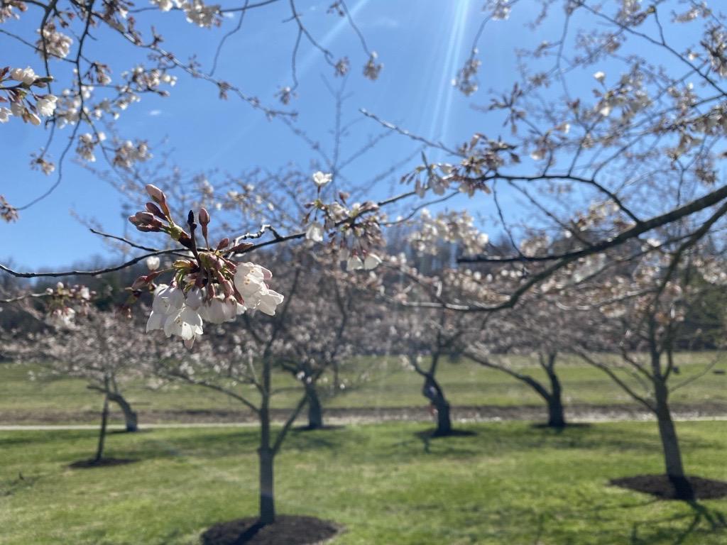 20240321 cherry tree blossom